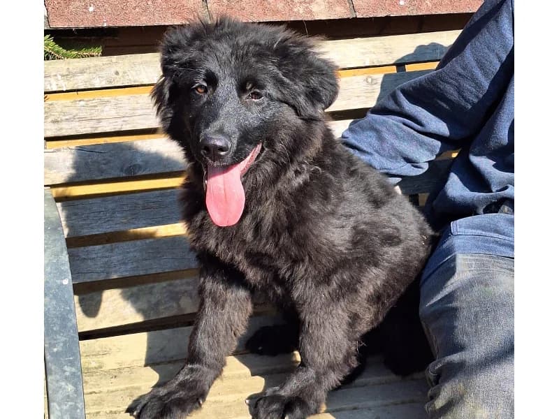 Zuhause gesucht, male Mixed Breed for adoption at Tiere in Not Saar e.V., Saarbrücken — photo 4 of 7