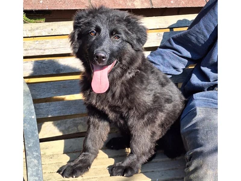 Zuhause gesucht, male Mixed Breed for adoption at Tiere in Not Saar e.V., Saarbrücken — photo 5 of 7