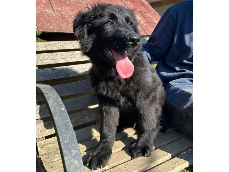 Zuhause gesucht, male Mixed Breed for adoption at Tiere in Not Saar e.V., Saarbrücken — photo 6 of 7