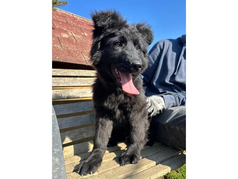 Zuhause gesucht, male Mixed Breed for adoption at Tiere in Not Saar e.V., Saarbrücken — photo 7 of 7