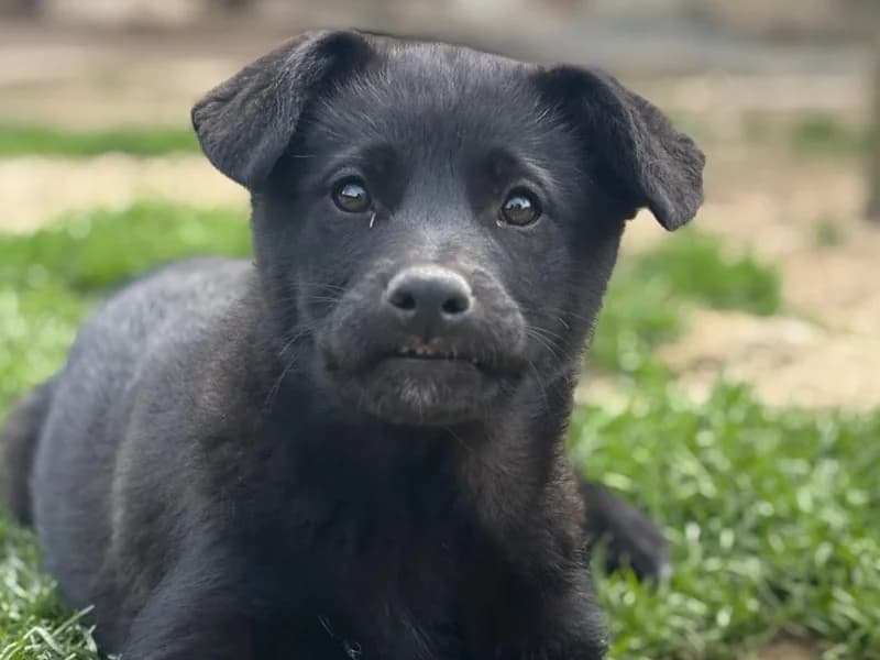 Zuhause gesucht, female Mixed Breed for adoption at Tiere in Not Saar e.V., Saarbrücken — photo 2 of 12