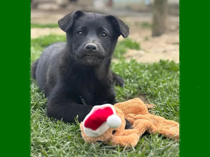 Zuhause gesucht, female Mixed Breed for adoption at Tiere in Not Saar e.V., Saarbrücken — photo 3 of 12