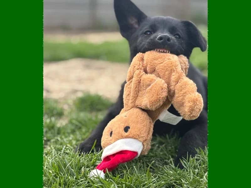 Zuhause gesucht, female Mixed Breed for adoption at Tiere in Not Saar e.V., Saarbrücken — photo 4 of 12