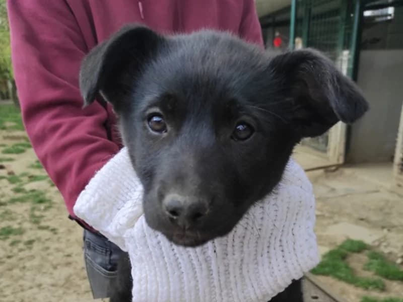 Zuhause gesucht, female Mixed Breed for adoption at Tiere in Not Saar e.V., Saarbrücken — photo 5 of 12