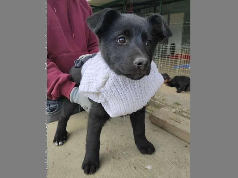 Zuhause gesucht, female Mixed Breed for adoption at Tiere in Not Saar e.V., Saarbrücken — photo 6 of 12