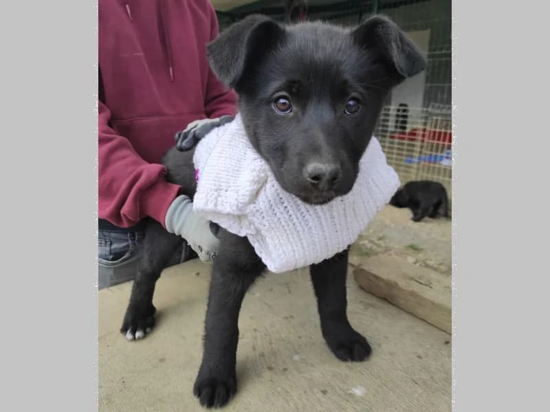 Zuhause gesucht, female Mixed Breed for adoption at Tiere in Not Saar e.V., Saarbrücken — photo 7 of 12