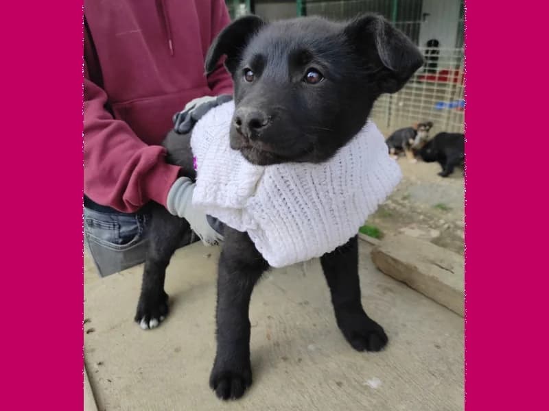 Zuhause gesucht, female Mixed Breed for adoption at Tiere in Not Saar e.V., Saarbrücken — photo 8 of 12