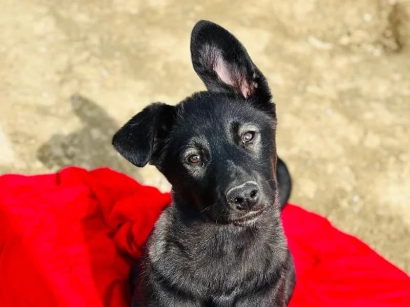 Zuhause gesucht, female Mixed Breed for adoption at Tiere in Not Saar e.V., Saarbrücken — photo 2 of 9