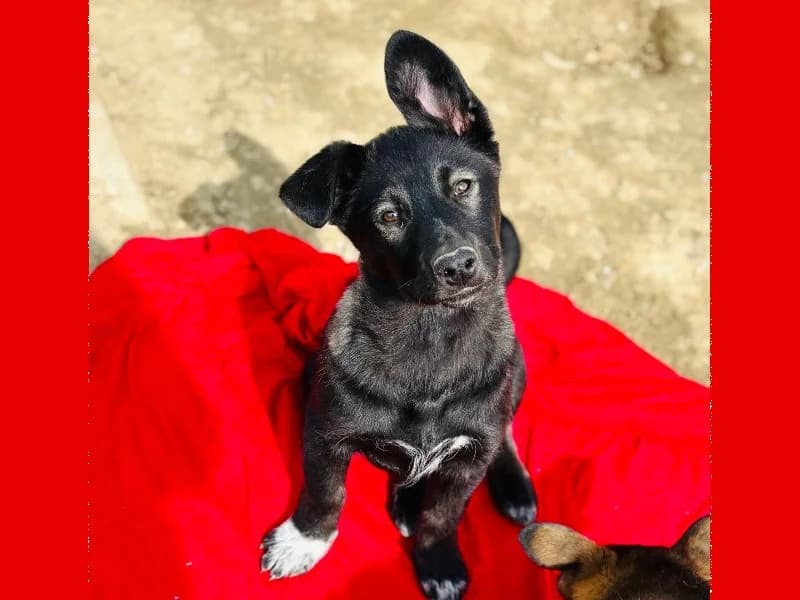 Zuhause gesucht, female Mixed Breed for adoption at Tiere in Not Saar e.V., Saarbrücken — photo 3 of 9