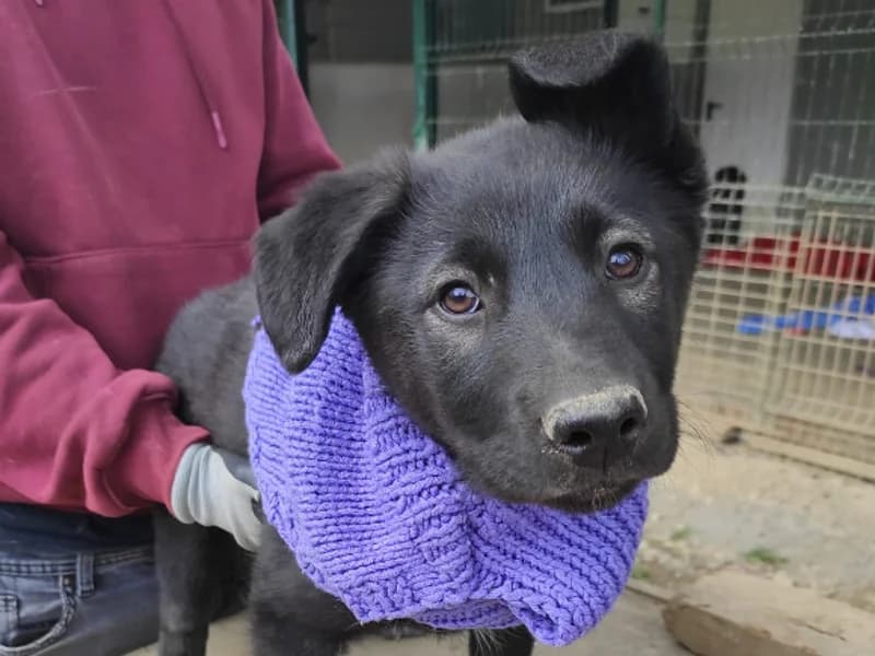 Zuhause gesucht, female Mixed Breed for adoption at Tiere in Not Saar e.V., Saarbrücken — photo 4 of 9