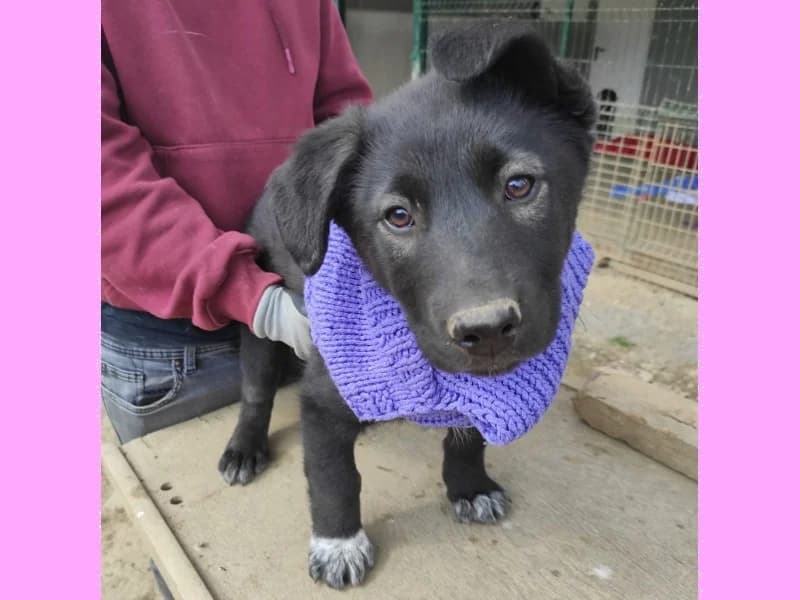 Zuhause gesucht, female Mixed Breed for adoption at Tiere in Not Saar e.V., Saarbrücken — photo 5 of 9