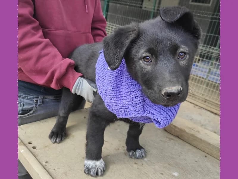 Zuhause gesucht, female Mixed Breed for adoption at Tiere in Not Saar e.V., Saarbrücken — photo 6 of 9