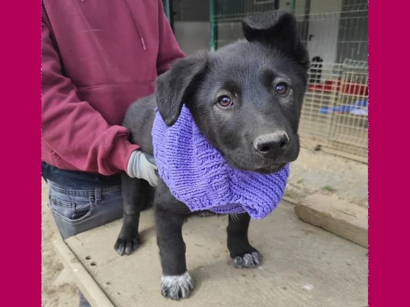 Zuhause gesucht, female Mixed Breed for adoption at Tiere in Not Saar e.V., Saarbrücken — photo 7 of 9