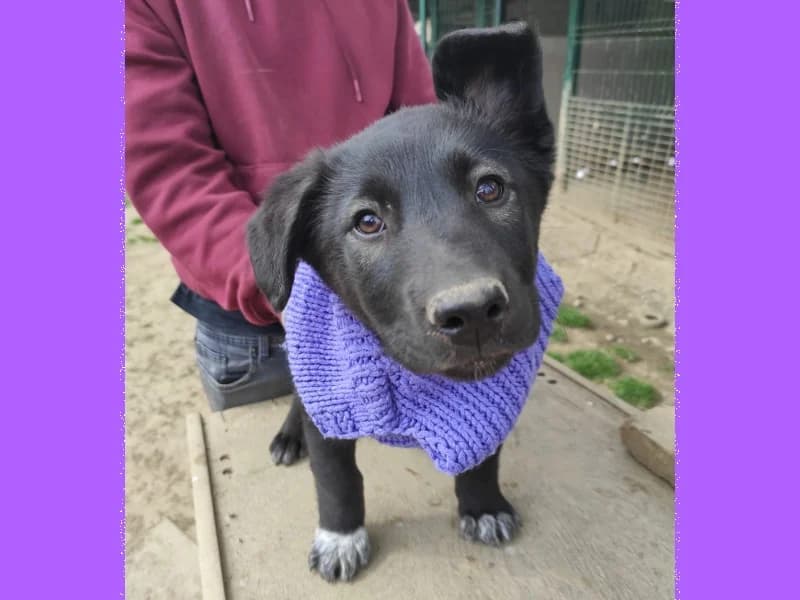 Zuhause gesucht, female Mixed Breed for adoption at Tiere in Not Saar e.V., Saarbrücken — photo 8 of 9