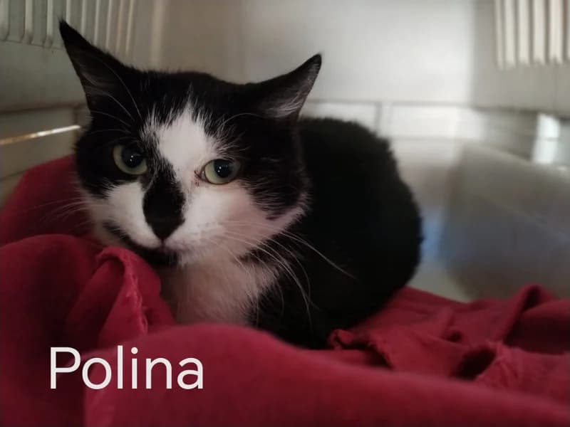 Zuhause gesucht, female European Shorthair for adoption at Tiere in Not Saar e.V., Saarbrücken — photo 2 of 3