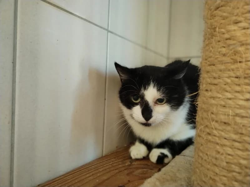 Zuhause gesucht, female European Shorthair for adoption at Tiere in Not Saar e.V., Saarbrücken — photo 3 of 3