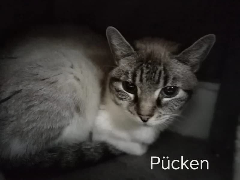 Zuhause gesucht, female mixed breed for adoption at Tiere in Not Saar e.V., Saarbrücken — photo 2 of 3