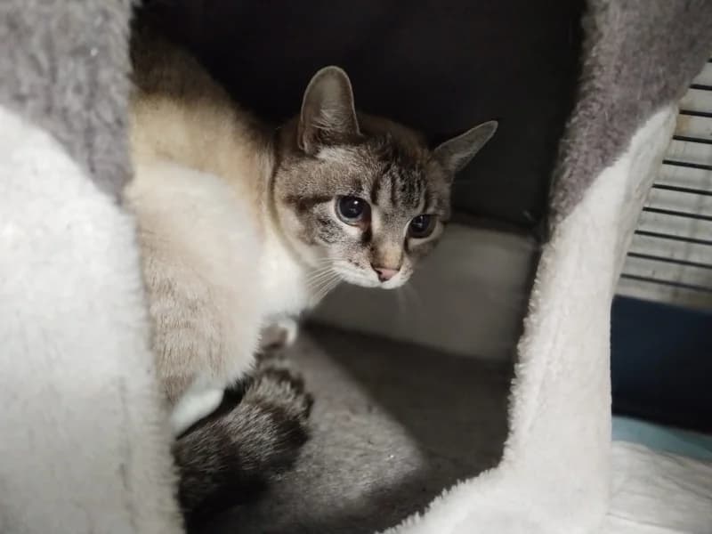 Zuhause gesucht, female mixed breed for adoption at Tiere in Not Saar e.V., Saarbrücken — photo 3 of 3