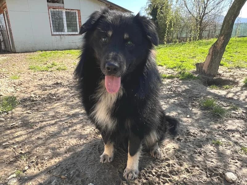 Zuhause gesucht, male Mixed Breed for adoption at Tiere in Not Saar e.V., Saarbrücken — photo 2 of 9
