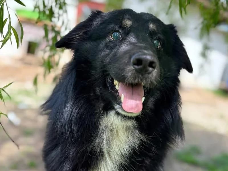 Zuhause gesucht, male Mixed Breed for adoption at Tiere in Not Saar e.V., Saarbrücken — photo 3 of 9