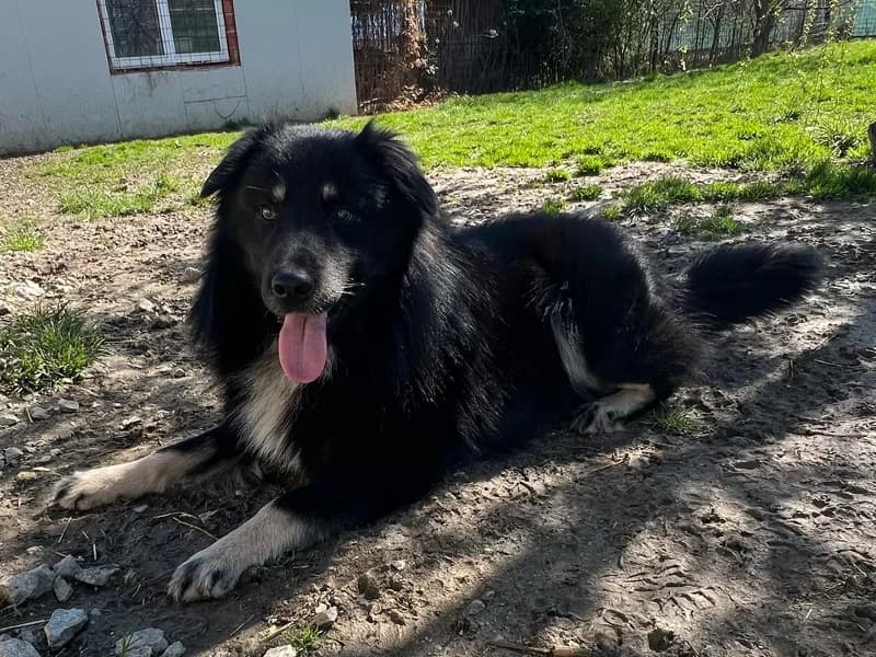 Zuhause gesucht, male Mixed Breed for adoption at Tiere in Not Saar e.V., Saarbrücken — photo 4 of 9