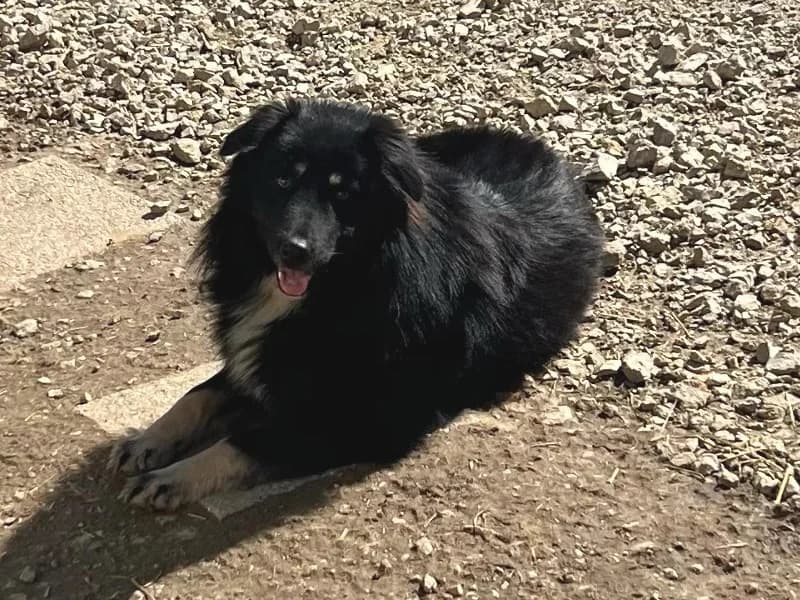 Zuhause gesucht, male Mixed Breed for adoption at Tiere in Not Saar e.V., Saarbrücken — photo 5 of 9