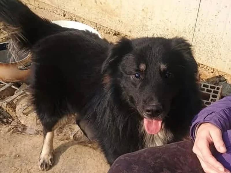 Zuhause gesucht, male Mixed Breed for adoption at Tiere in Not Saar e.V., Saarbrücken — photo 6 of 9