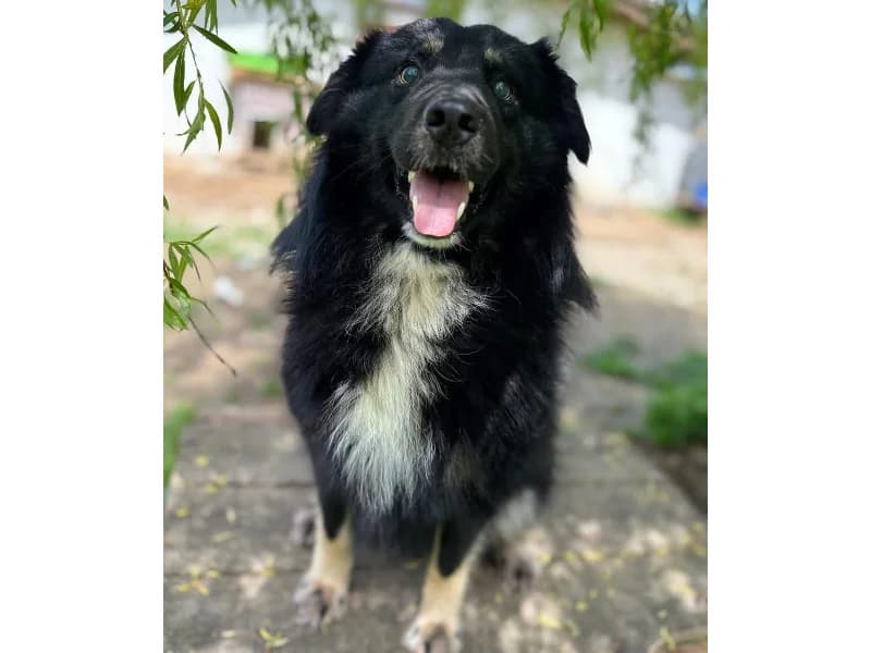 Zuhause gesucht, male Mixed Breed for adoption at Tiere in Not Saar e.V., Saarbrücken — photo 7 of 9