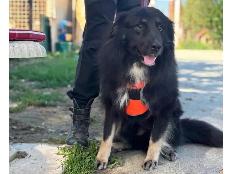 Zuhause gesucht, male Mixed Breed for adoption at Tiere in Not Saar e.V., Saarbrücken — photo 8 of 9