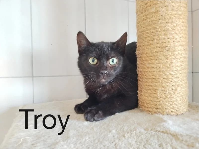 Zuhause gesucht, male European Shorthair for adoption at Tiere in Not Saar e.V., Saarbrücken — photo 2 of 3