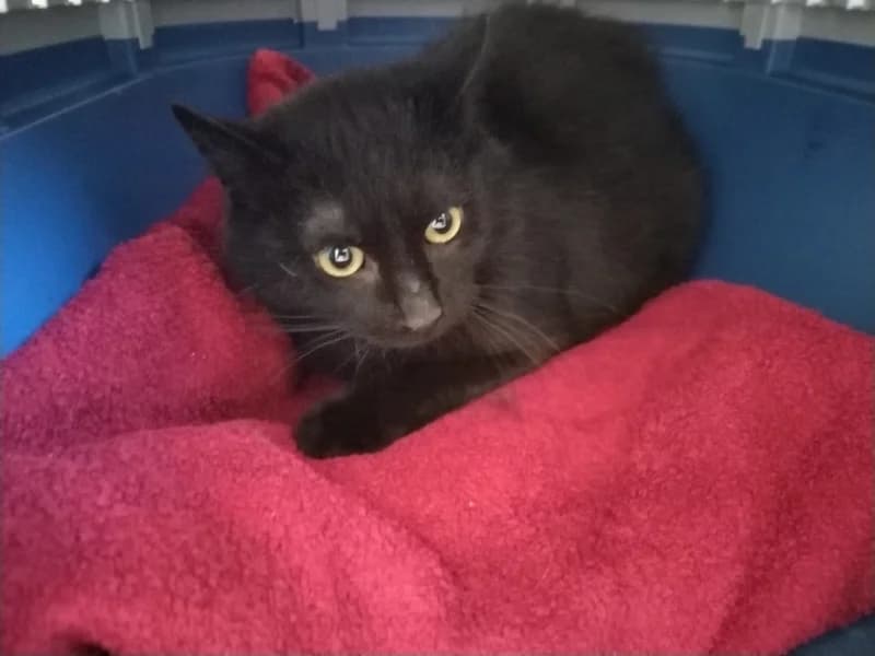 Zuhause gesucht, male European Shorthair for adoption at Tiere in Not Saar e.V., Saarbrücken — photo 3 of 3