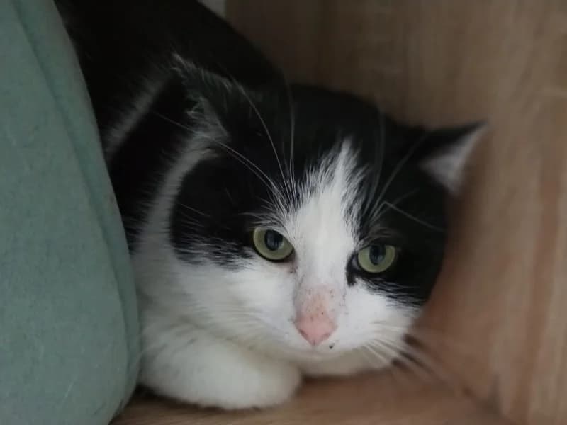 Zuhause gesucht, male European Shorthair for adoption at Tiere in Not Saar e.V., Saarbrücken — photo 2 of 3