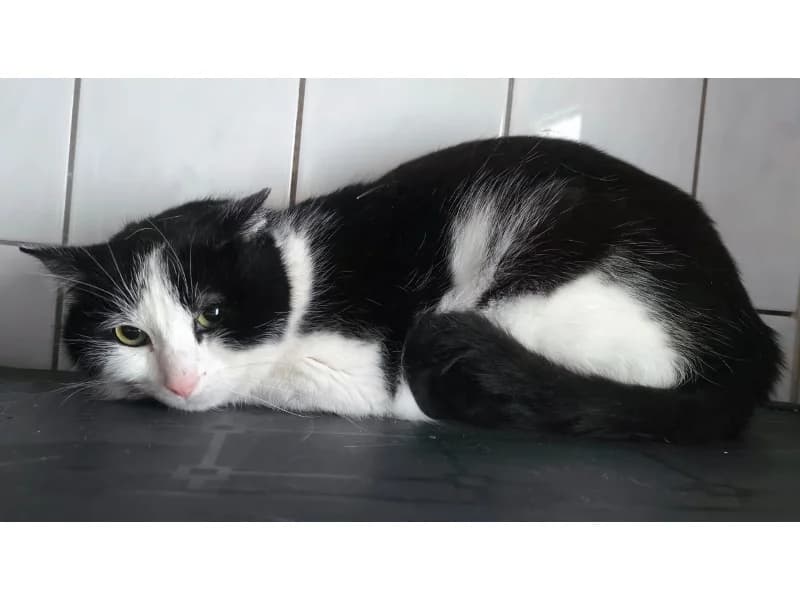 Zuhause gesucht, male European Shorthair for adoption at Tiere in Not Saar e.V., Saarbrücken — photo 3 of 3