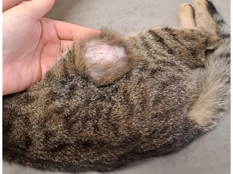 Zuhause gesucht,  European Shorthair for adoption at Tiere in Not Saar e.V., Saarbrücken — photo 3 of 4