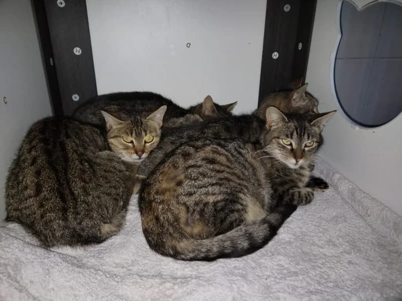 Zuhause gesucht,  European Shorthair for adoption at Tiere in Not Saar e.V., Saarbrücken — photo 4 of 4