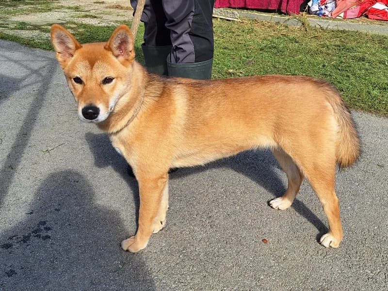Zuhause gesucht, female Shiba Inu for adoption at Tiere in Not Saar e.V., Saarbrücken — photo 2 of 8