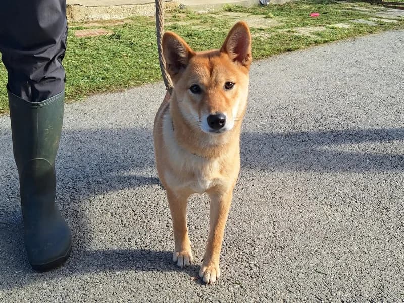Zuhause gesucht, female Shiba Inu for adoption at Tiere in Not Saar e.V., Saarbrücken — photo 3 of 8