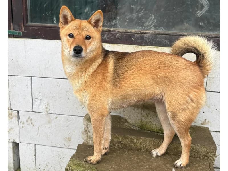 Zuhause gesucht, female Shiba Inu for adoption at Tiere in Not Saar e.V., Saarbrücken — photo 4 of 8