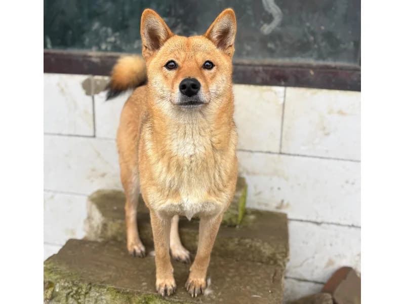 Zuhause gesucht, female Shiba Inu for adoption at Tiere in Not Saar e.V., Saarbrücken — photo 5 of 8