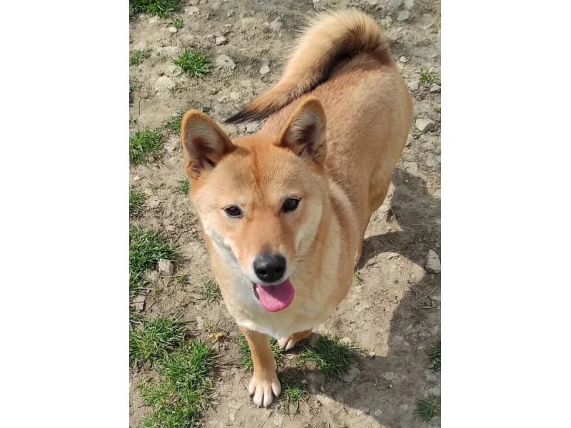 Zuhause gesucht, female Shiba Inu for adoption at Tiere in Not Saar e.V., Saarbrücken — photo 6 of 8