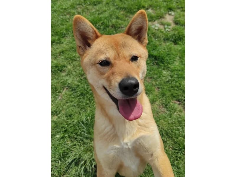 Zuhause gesucht, female Shiba Inu for adoption at Tiere in Not Saar e.V., Saarbrücken — photo 7 of 8