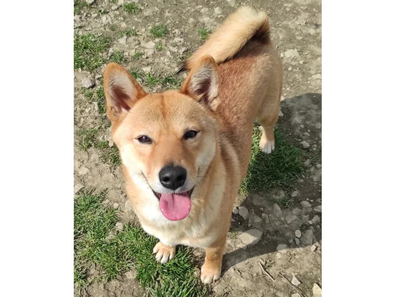 Zuhause gesucht, female Shiba Inu for adoption at Tiere in Not Saar e.V., Saarbrücken — photo 8 of 8