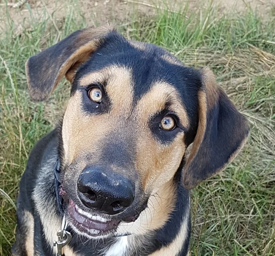 Duke, male senior Mixed Breed for adoption at Tiere in Spanien e.V., Hamburg