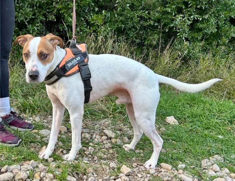 Aithor, female senior Mixed Breed for adoption at Tiere in Spanien e.V., Hamburg