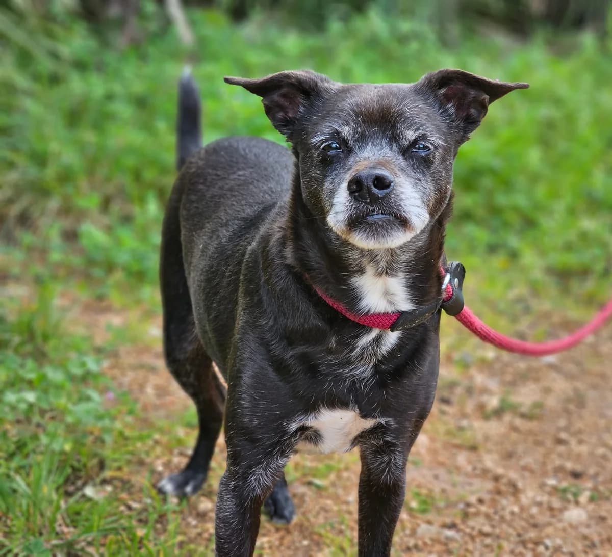 Anton, male puppy Mixed Breed for adoption at Tiere in Spanien e.V., Hamburg