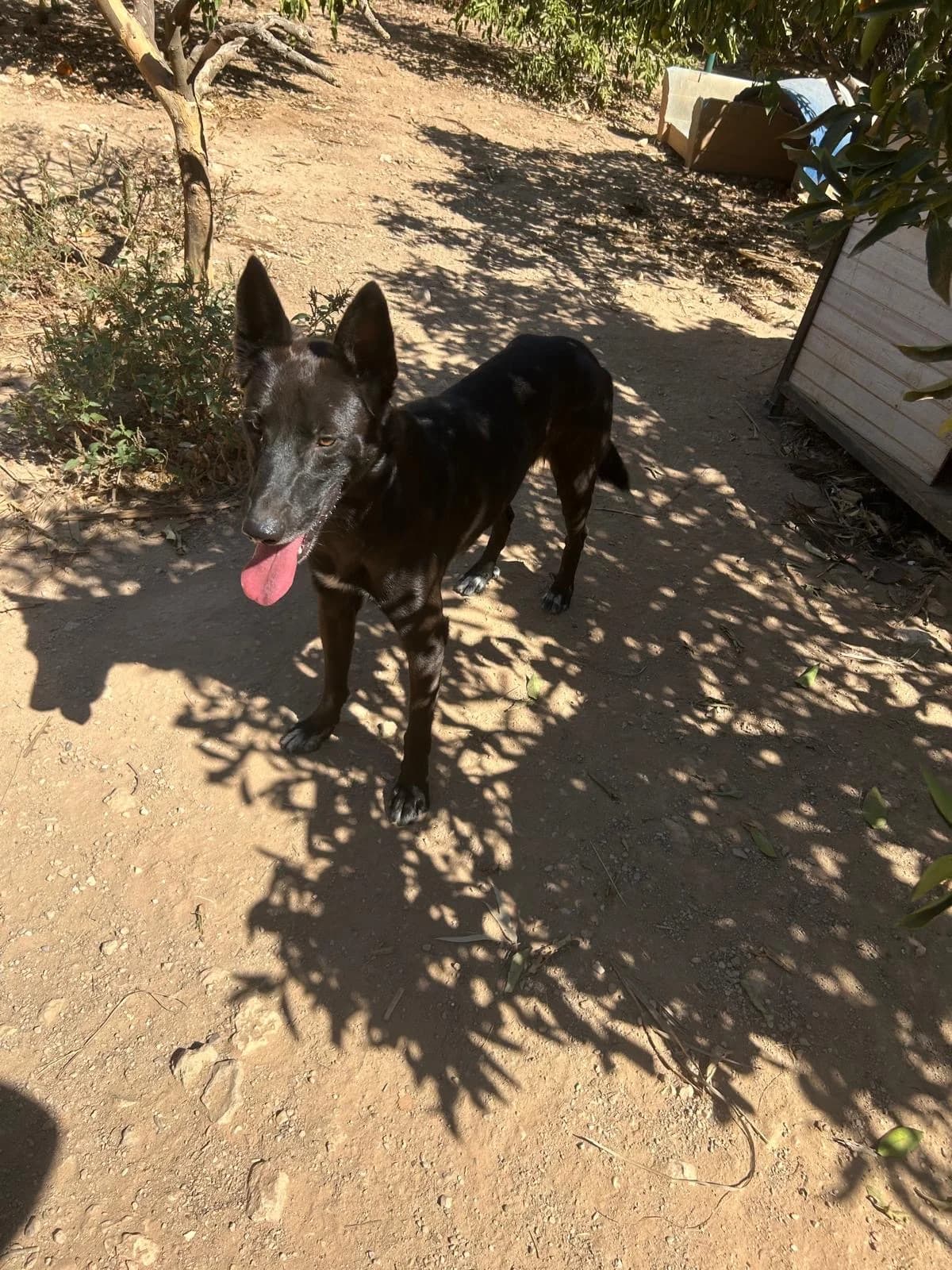 Ares, male senior Mixed Breed for adoption at Tiere in Spanien e.V., Hamburg
