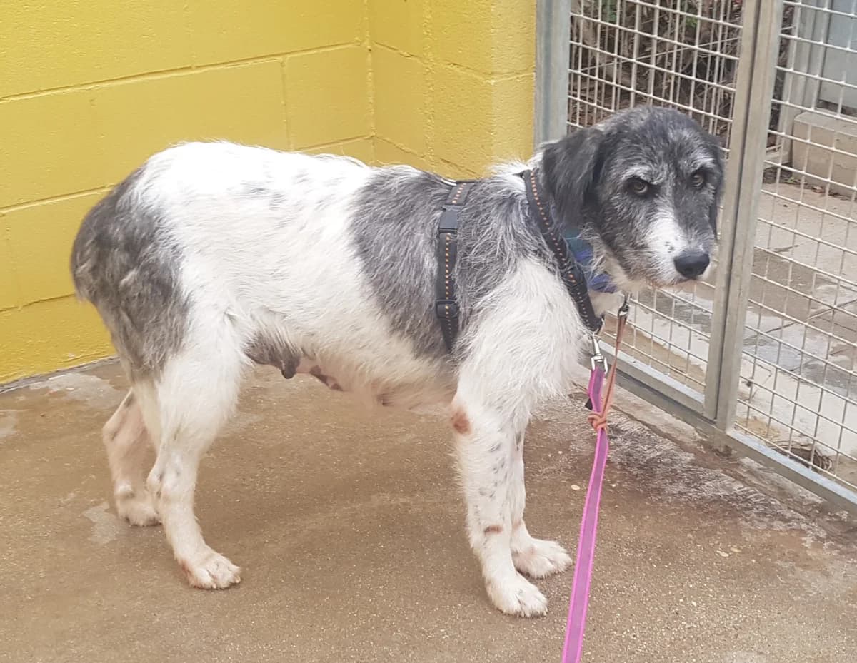Arioja, Mixed Breed (Tiere in Spanien e.V.)