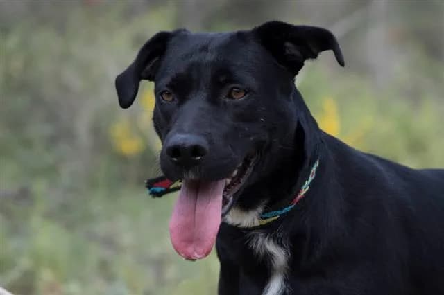 Arrel, Mixed Breed (Tiere in Spanien e.V.)