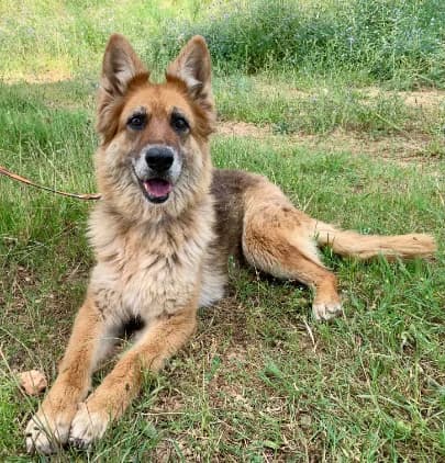 Asia, female senior Mixed Breed for adoption at Tiere in Spanien e.V., Hamburg