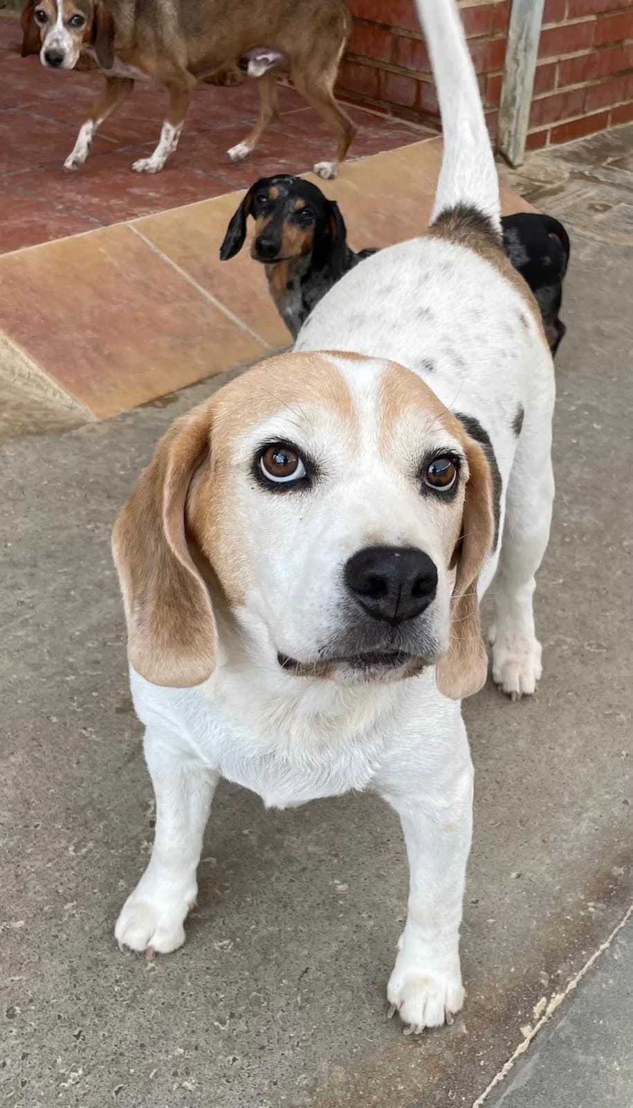 Baloo, male senior Mixed Breed for adoption at Tiere in Spanien e.V., Hamburg